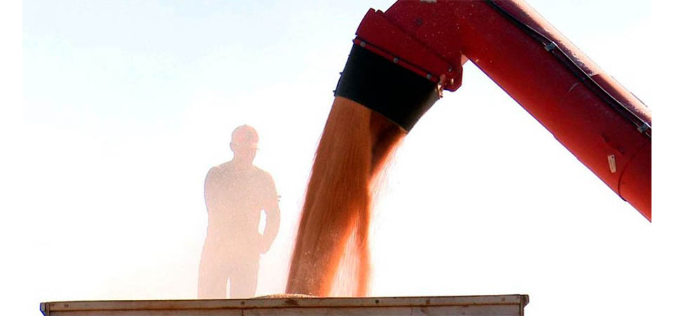 Mato Grosso segue com maior exportador nacional de milho