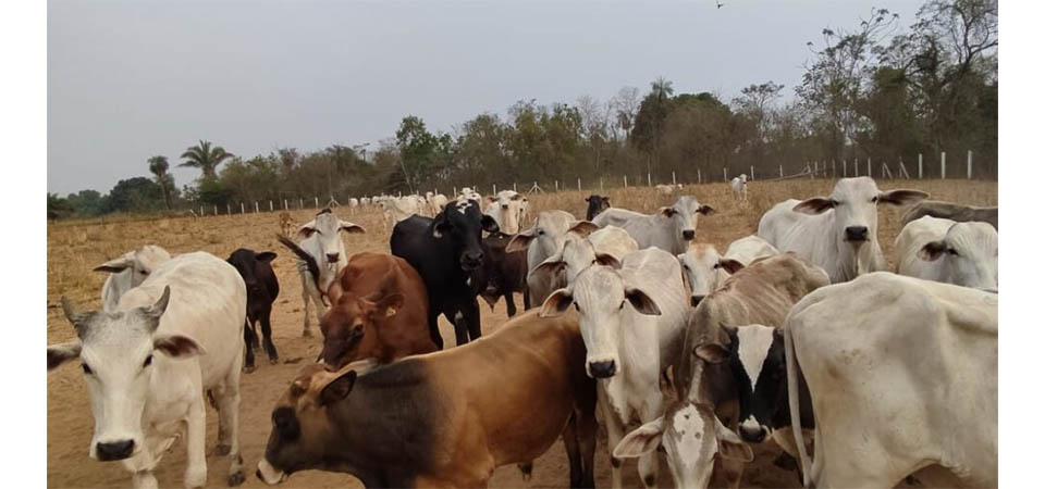 Ministério da Agricultura confirma caso de vaca louca no Pará