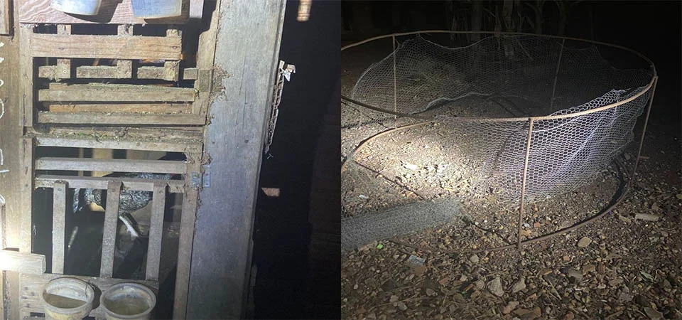 Usuário de drogas é preso por promover rinha de galos no quintal de sua casa