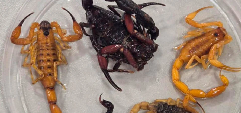 Crescem quase 19% os ataques de animais peçonhentos em Mato Grosso