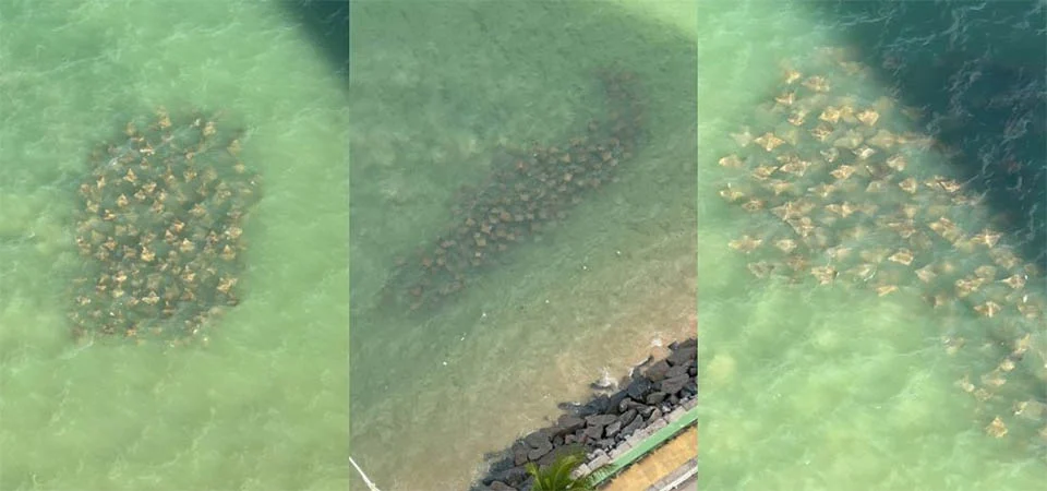 Cardume de arraias é avistado na praia de Casa Caiada