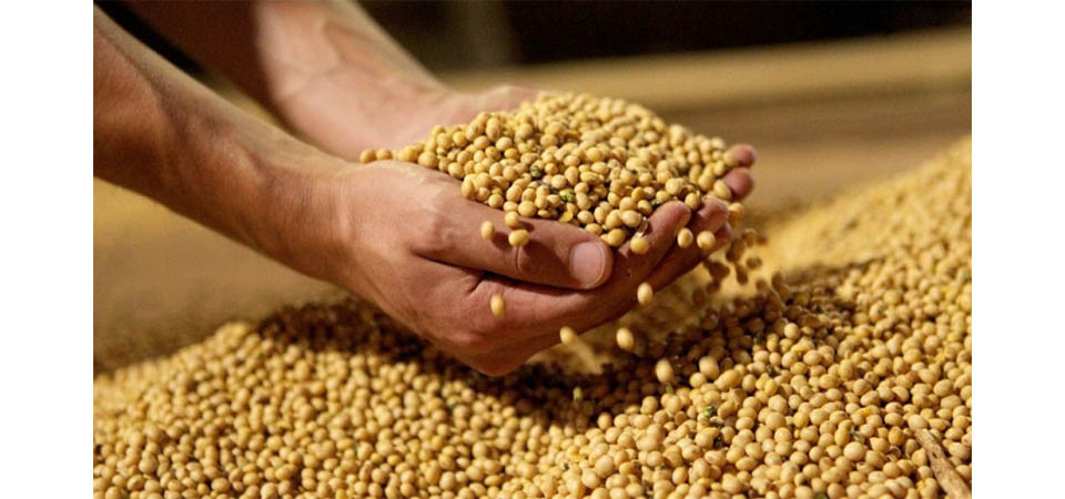 Bayer terá que depositar R$ 1,3 bilhão em juízo para produtores de soja