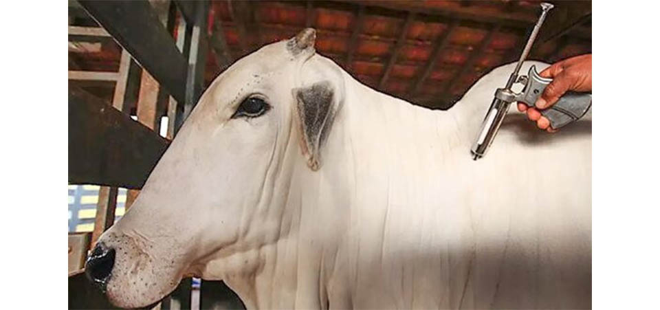 Vacinação contra febre aftosa será suspensa em Mato Grosso, outros 15 estados e no DF
