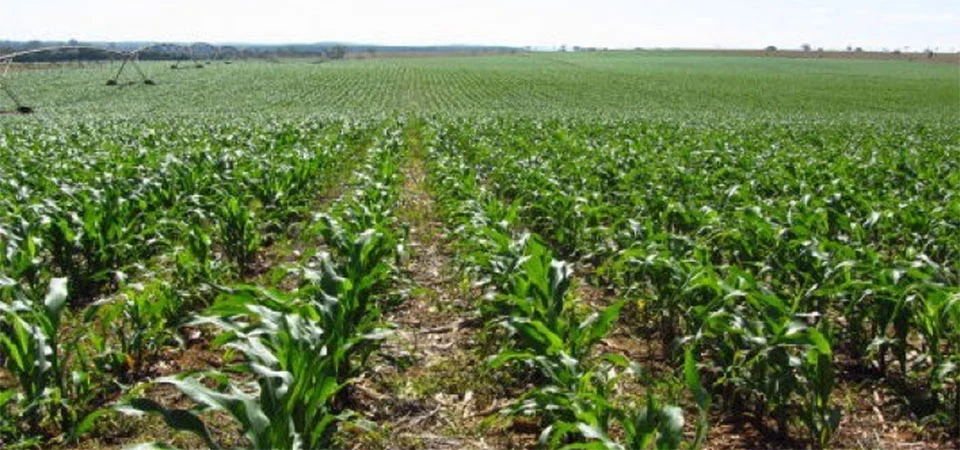 Doenças foliares ameaçam a produtividade do milho na safra 2024/2025