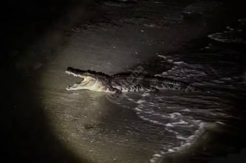 Crocodilo arrasta para o mar e mata turista em praia de famoso balneário no México