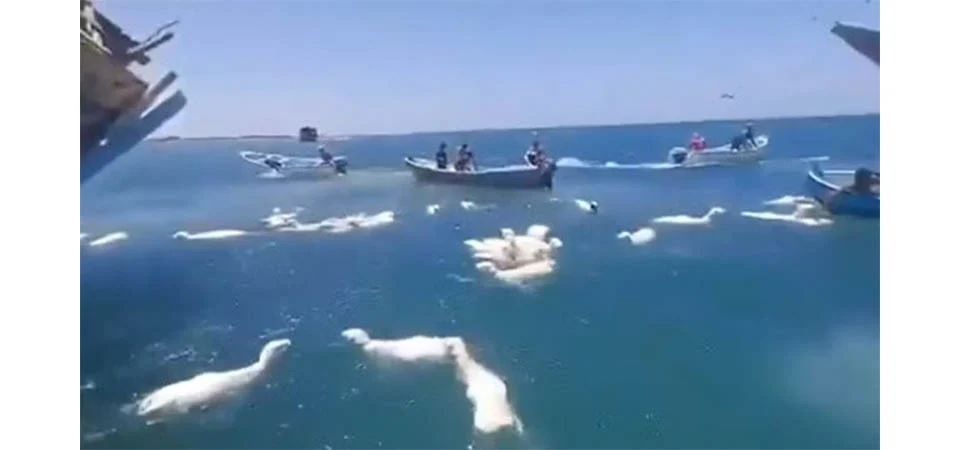 Pescadores lutam para salvar centenas de ovelhas após navio naufragar em mar; veja vídeo