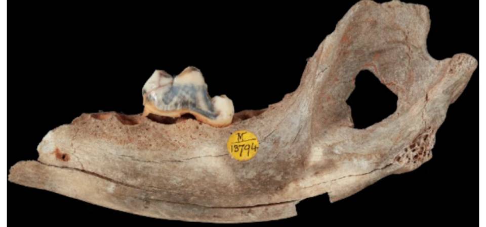 Cães foram domesticados há mais de 15 mil anos, revela estudo
