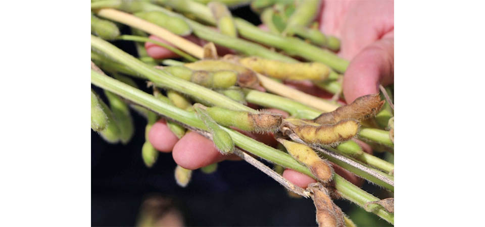 Publicação traz resultados de testes de cultivares e época de semeadura para podridão da soja