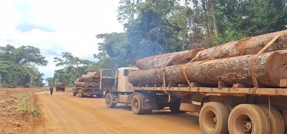 Polícia Militar apreende 103 m³ de madeira ilegal