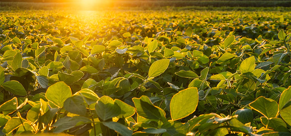 Mato Grosso mantém liderança na produção de grãos do país mesmo com redução na safra