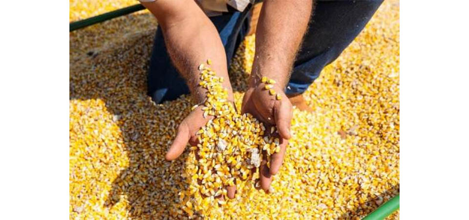 Produção de grãos deve alcançar 323,3 milhões de toneladas na safra 2024/2025