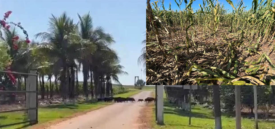 Produção brasileira de frango e suíno vai crescer em 2022, diz ABPA
