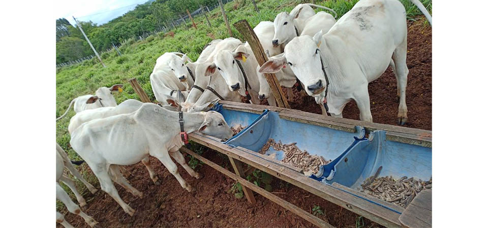 Pesquisa estuda melhorar produtividade e reduzir emissões de metano na pecuária de MT