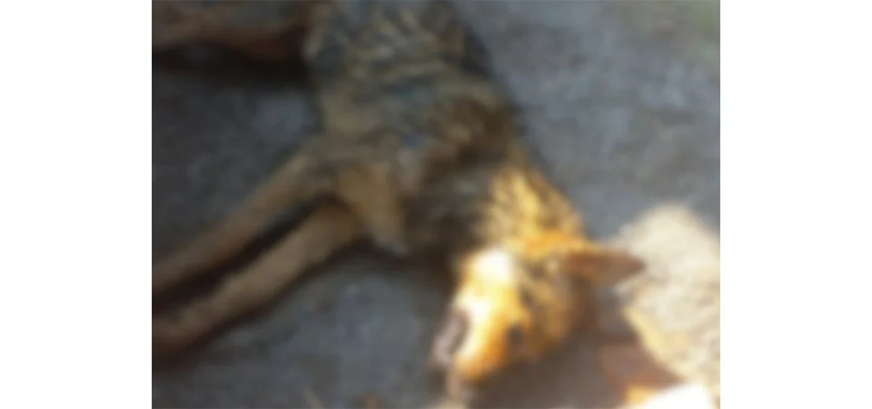 Ipiranga: Moradores denunciam que cães estão morrendo envenenados