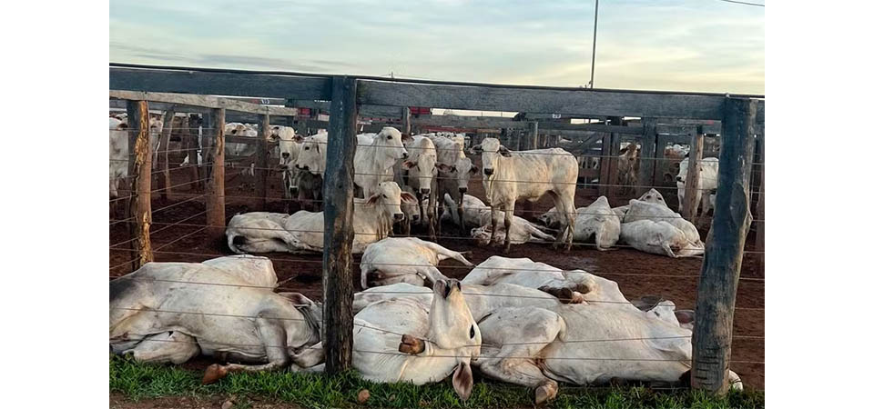 Fio de alta tensão cai em curral e mata mais de 80 bois eletrocutados