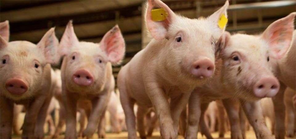 Tapurah: Município está entre 5 maiores criadores de suínos do Brasil, constata IBGE