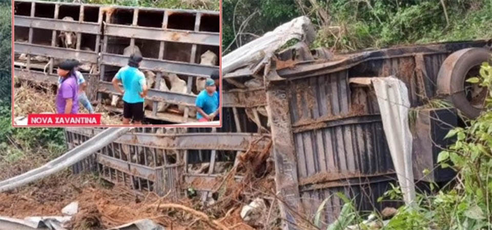 Carreta boiadeira tomba e indígenas saqueiam carne e animais vivos