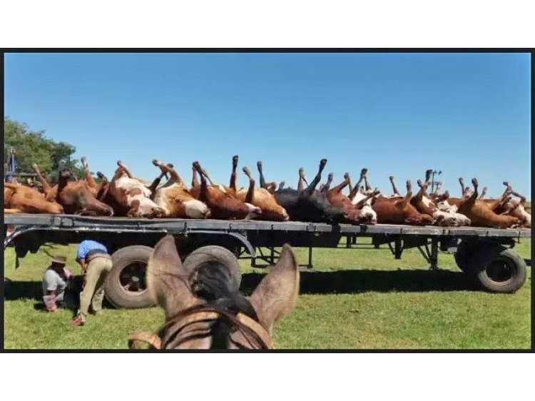 Fazendeiro usa medicamento errado em rebanho e sofre prejuízo de mais de R$ 200 mil