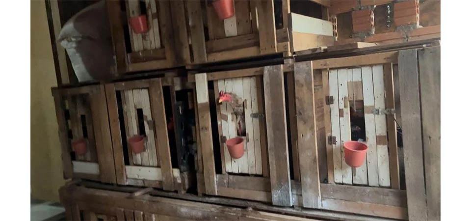 Polícia Civil prende líder de facção, apreende drogas e fecha rinha de galo