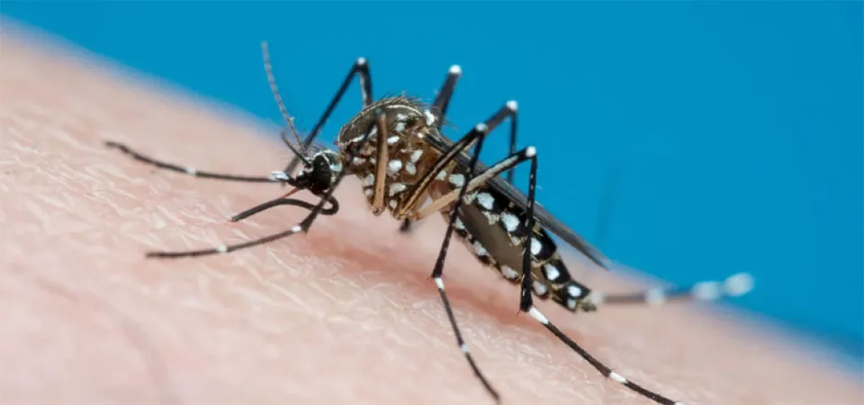 Entenda quais são os grupos de risco para dengue e chikungunya em Mato Grosso