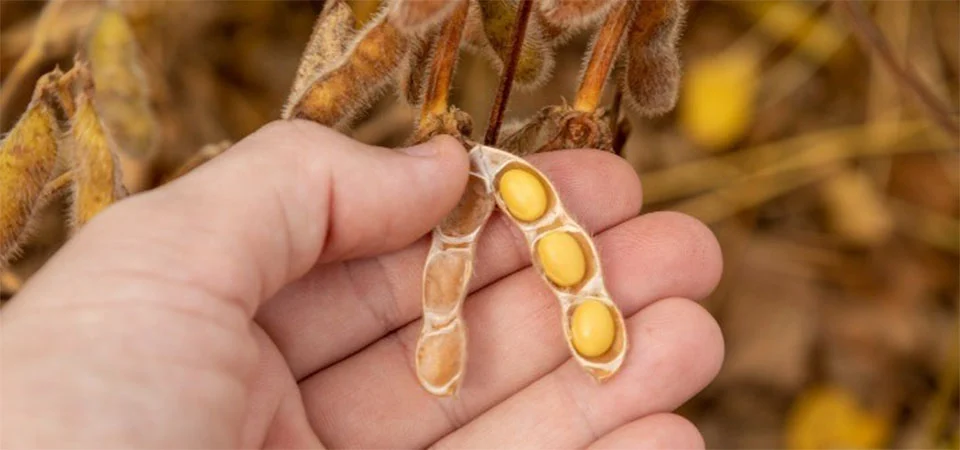 Cuidados essenciais na dessecação da soja: especialista alerta para riscos de perdas