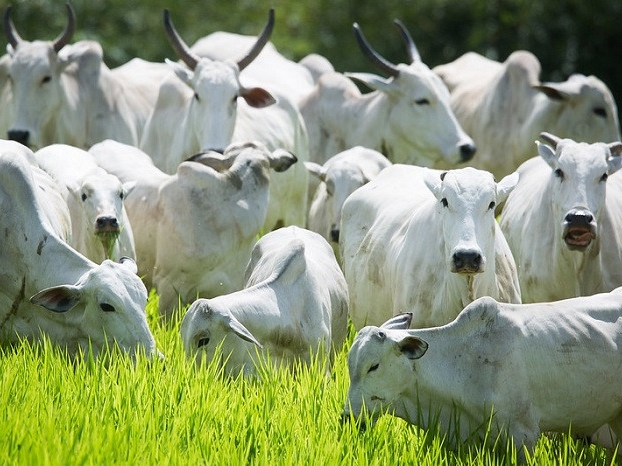 Ministério da Agricultura inverte vacinação contra febre aftosa em 2022