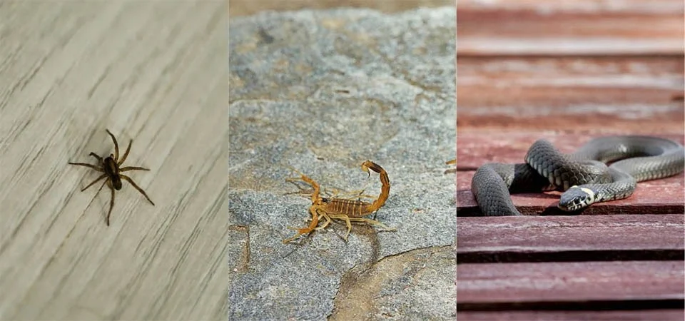 O que evitar em casa para não encontrar aranhas, escorpiões e cobras