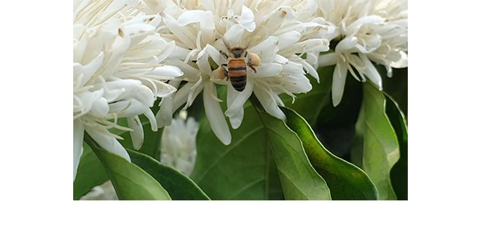 Polinização animal contribui, em média, com 16,14% do valor da produção agrícola do país