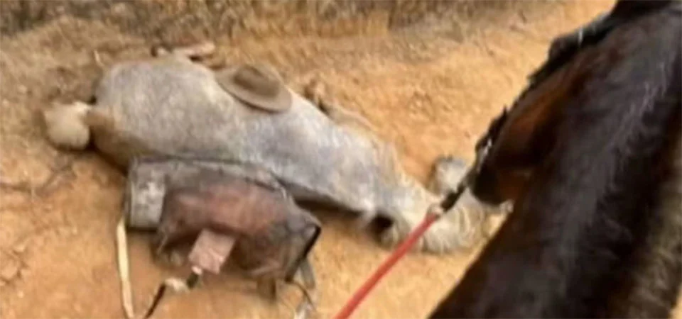 Cavalo tem as patas arrancadas pelo próprio dono com golpes de facão; Veja vídeo
