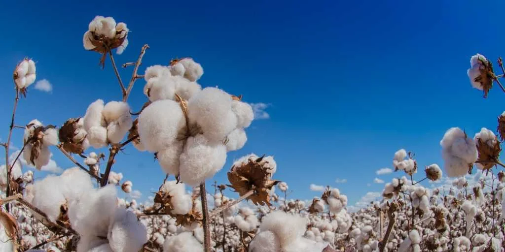 Mato Grosso tem safra recorde de algodão e preço fecha ano com leve queda