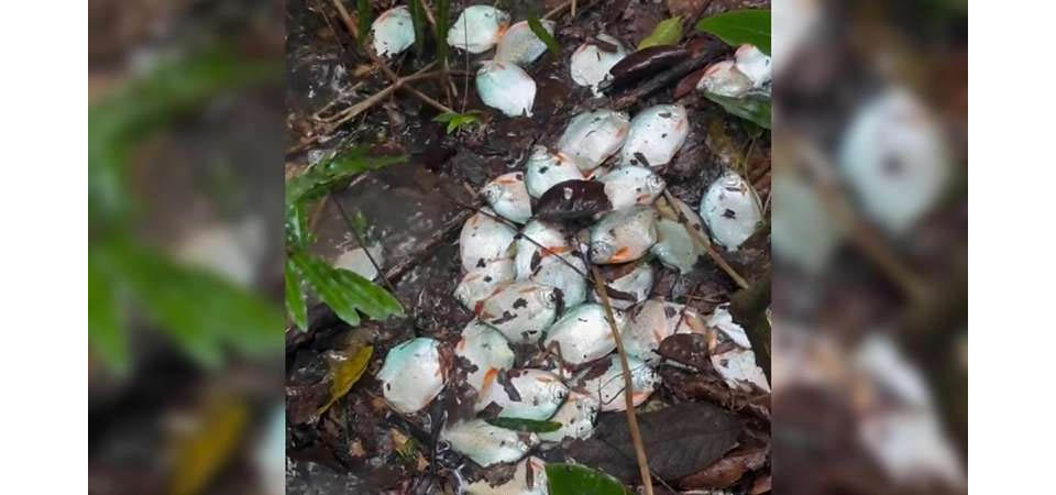 Pacus aparecem fora d'água em fazenda de MT; Veja vídeo