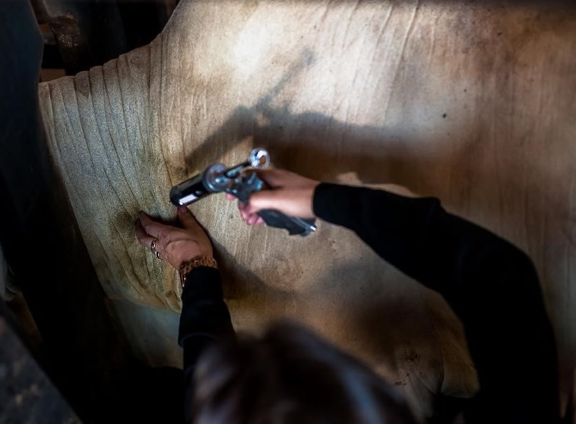 Indea prorroga prazo para comunicação da vacinação contra a febre aftosa