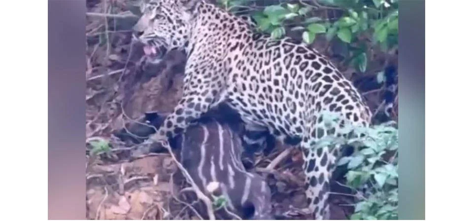Onça-pintada caça e abate filhote de anta no Pantanal mato-grossense; Veja vídeo