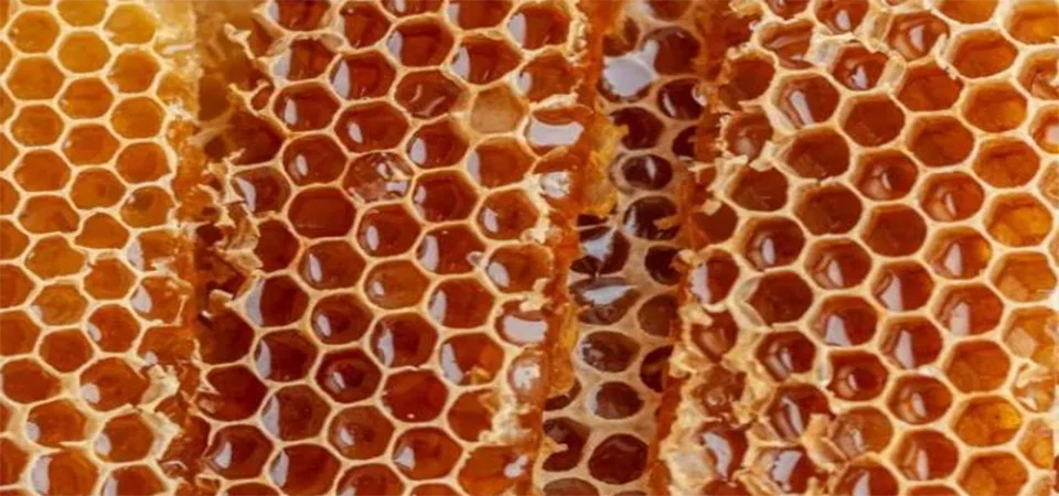 “Sabor único e defumado”: o novo tipo de mel que intriga cientistas