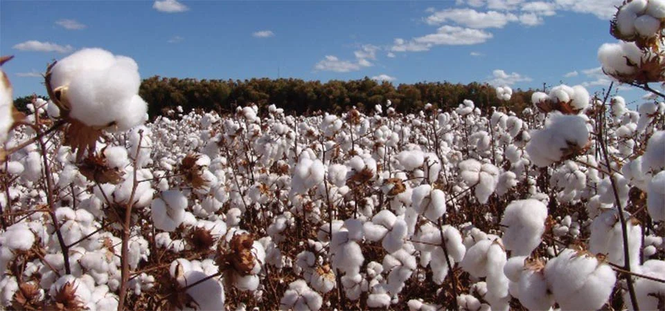 Clima e custos pressionam safra de algodão 2025/26 em MT