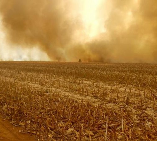 Sorriso: Fogo consome cerca de 1000 hectares de milharal e palhada