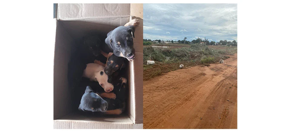 Itanhangá: Animais pelas ruas e lixo jogado em locais impróprios é tema de debate nas redes sociais. Vídeo