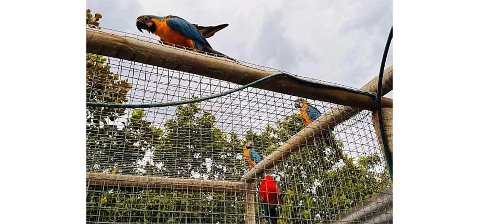 Saiba como ser voluntário para cuidar de animais feridos que não podem voltar à natureza em MT