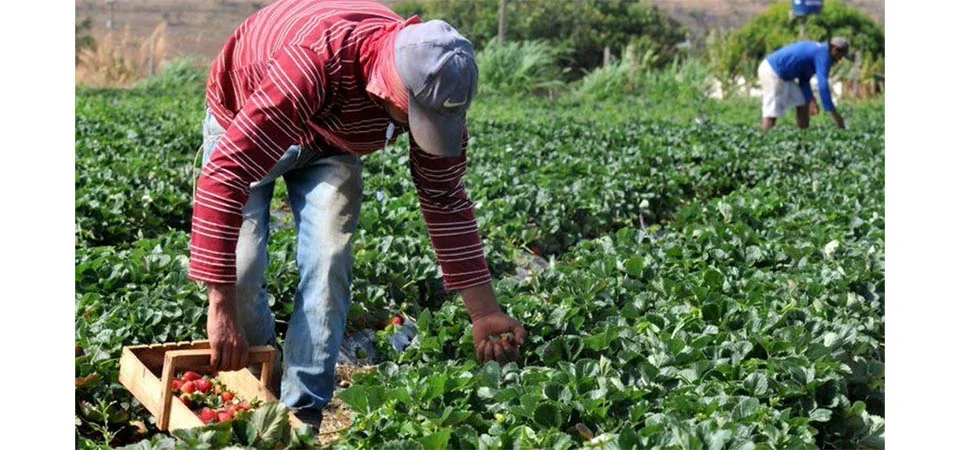 Plano Safra 2025/2026: crédito rural empresarial cresce 6% e soma R$ 316,57 bilhões