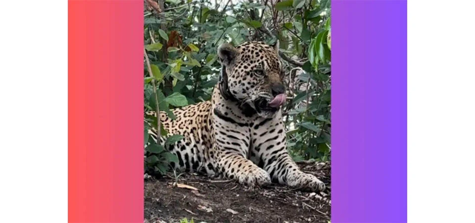 Onça-pintada mostra força ao matar jacaré com quase o dobro de tamanho no Pantanal de MT; Veja vídeo