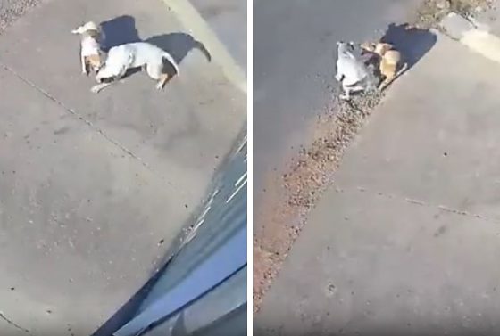 Pitbull escapa, ataca cadela na rua e deixa animal gravemente ferido. Vídeo