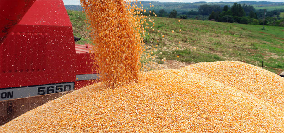 Perda de renda com milho chega a R$ 3 mil por hectare