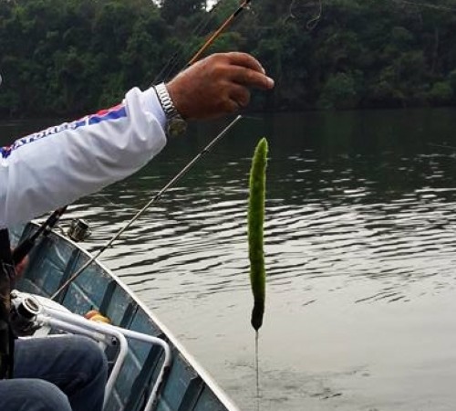 Itanhangá: Pesca no Rio Arinos está comprometida