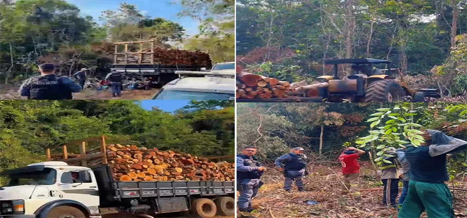Polícia Militar flagra extração ilegal de madeira em área de preservação em Nova Ubiratã; 8 detidos