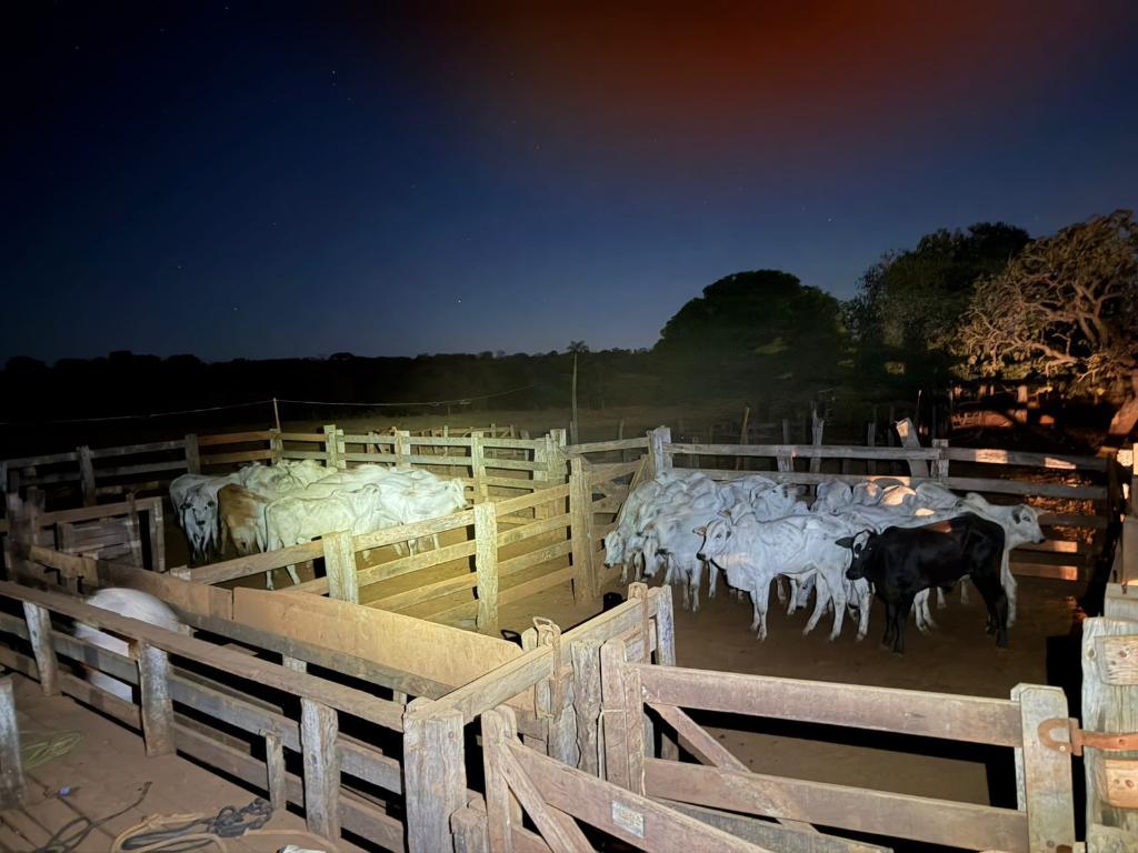 Polícia recupera 33 cabeças de gado furtadas de fazenda avaliadas em R$ 132 mil