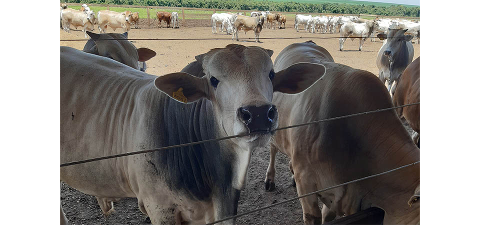 Doenças Respiratórias de Bovinos: Desafios para a Produtividade Pecuária