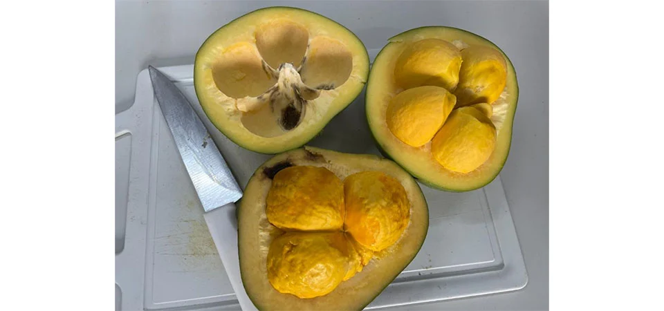 Pesquisadores estudam o potencial do óleo de pequi na cicatrização e regeneração dos tecidos da pele