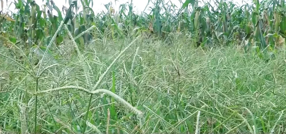 Clima colabora para a proliferação de capim pé-de-galinha em MT