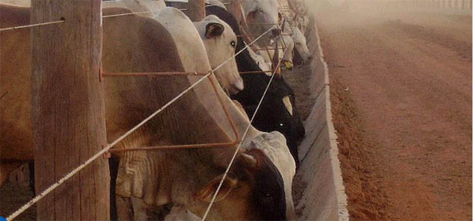 Confinamento de gado em Mato Grosso pode fechar ano com aumento de 60%