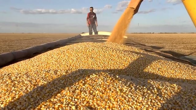 Imea projeta safra recorde de milho em Mato Grosso com 57 milhões de toneladas